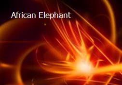 African Elephant Powerpoint Presentation