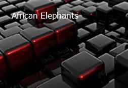 African Elephants Powerpoint Presentation