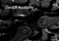 Dental Anatomy Powerpoint Presentation