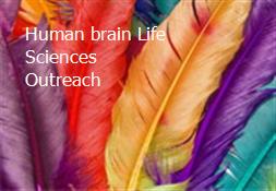 Human brain-Life Sciences Outreach Powerpoint Presentation