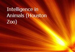 Intelligence in Animals (Houston Zoo) Powerpoint Presentation