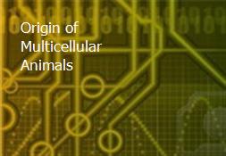 Origin of Multicellular Animals Powerpoint Presentation