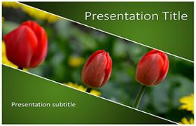 Free Tulips PowerPoint Template