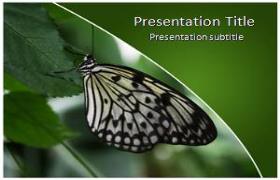 Free Butterfly PowerPoint Template