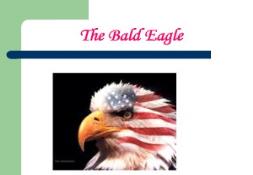 The Bald Eagles PowerPoint Presentation