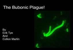 The Bubonic Plague PowerPoint Presentation