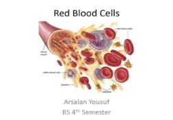 Red Blood Cells PowerPoint Presentation