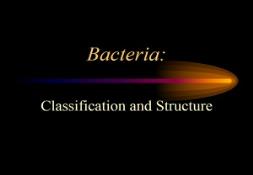 A Bacteria PowerPoint Presentation