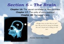 The Brain PowerPoint Presentation