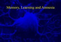 Learning Memory and Amnesia PowerPoint Presentation