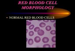 RED BLOOD CELL MORPHOLOGY PowerPoint Presentation