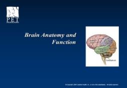 Brain Anatomy and Function PowerPoint Presentation