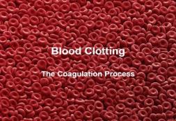 Blood Clotting PowerPoint Presentation