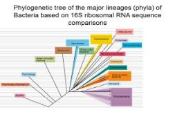 Intro about Bacteria PowerPoint Presentation