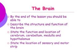 The brain structure and functions PowerPoint Presentation