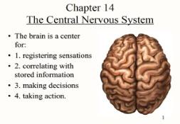 Introduction of Human Brain PowerPoint Presentation