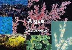 Algae PowerPoint Presentation