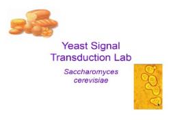 Yeast are PowerPoint Presentation