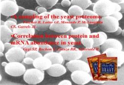 Yeast Hebrew University of Jerusalem PowerPoint Presentation