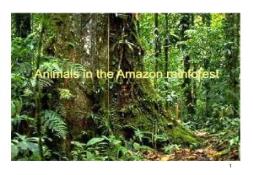 Animals in the Amazon rainforest PowerPoint Presentation