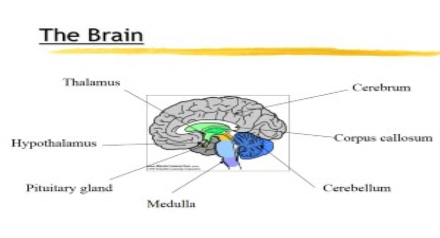 presentation on human brain