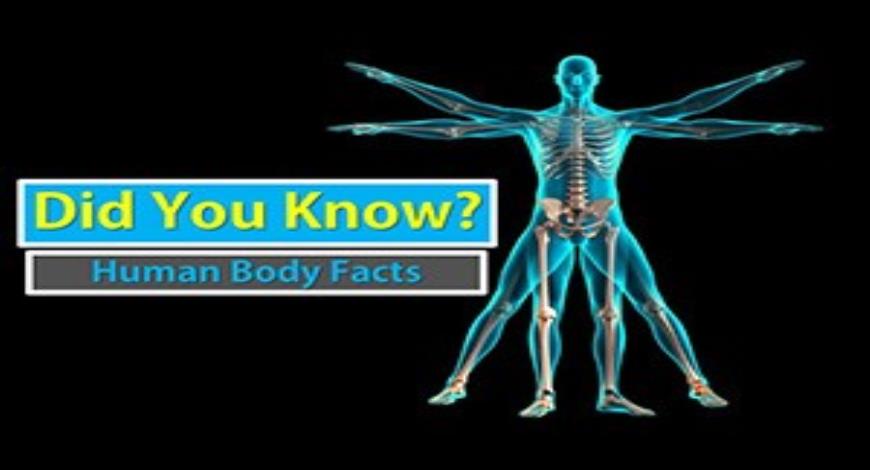 free-download-human-body-facts-powerpoint-ppt-presentation