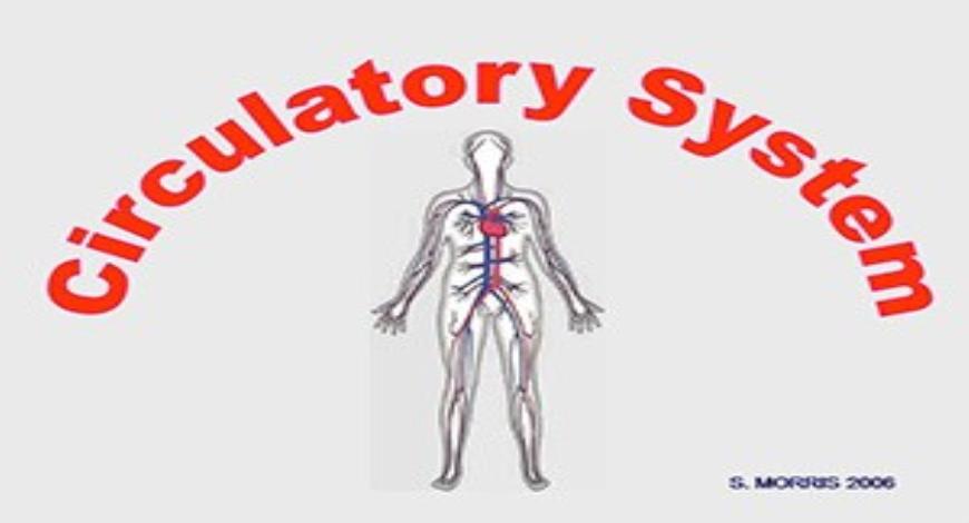 Free Download Circulatory System PowerPoint Presentation Slides Free