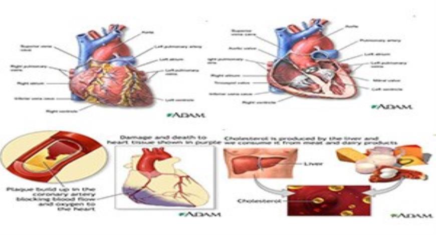 free-heart-powerpoint-backgrounds-cardiovascular-powerpoint-template