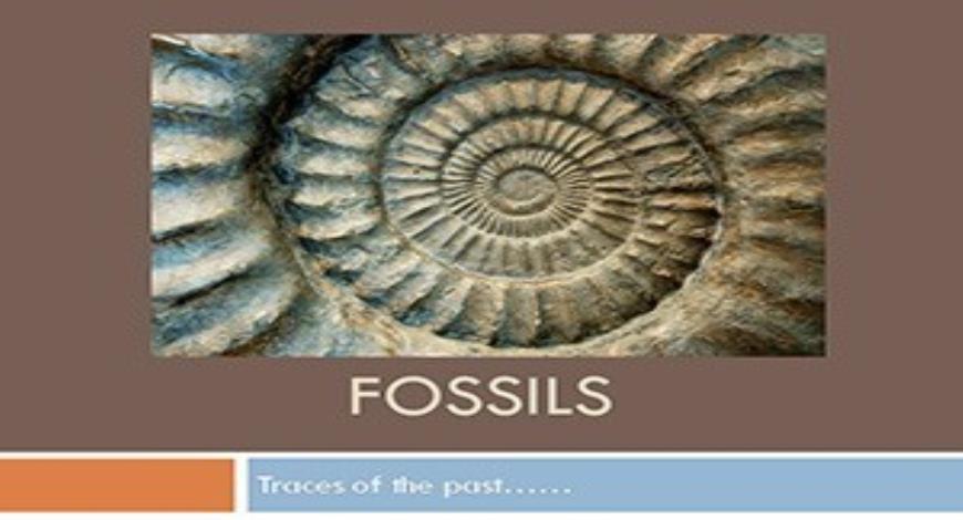 Free Download Fossils PowerPoint Presentation Slides Free Download