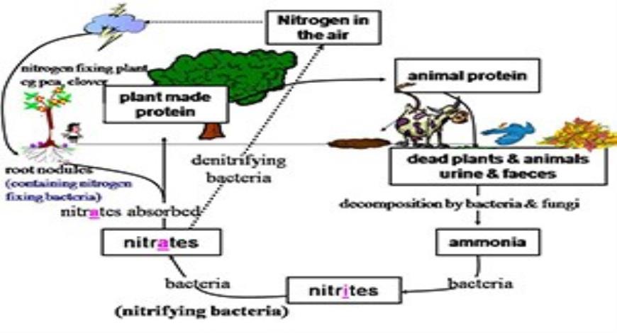 Free Download Nitrogen Cycle PowerPoint Presentation Slides Free Download