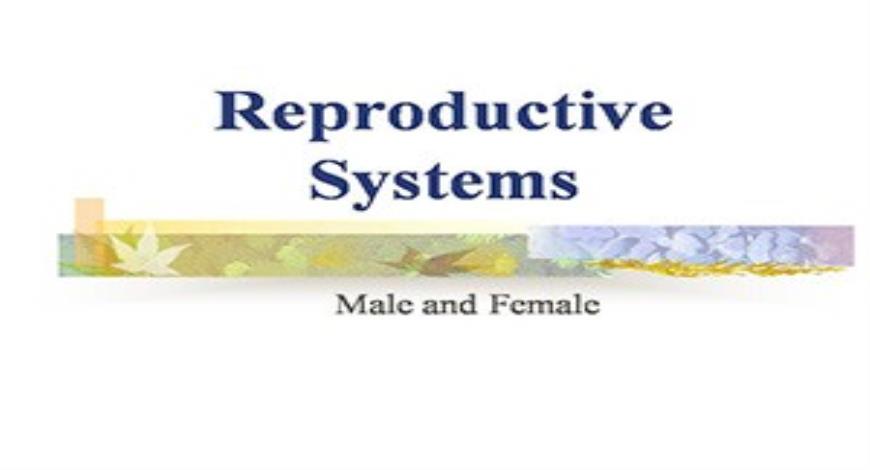 Free Download Reproductive Systems PowerPoint Presentation Slides Free ...