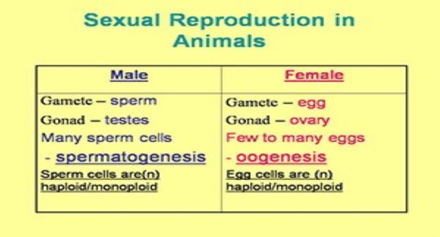 Free Download Sexual Reproduction In Animals PowerPoint Presentation