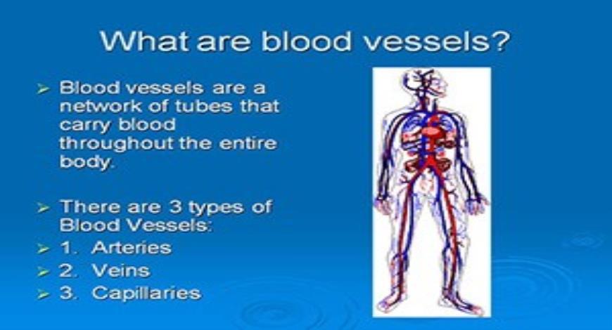 Free Download What Are Blood Vessels Powerpoint Presentation Slides 